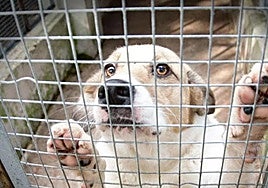 Un perro en una de las jaulas de la perrera.