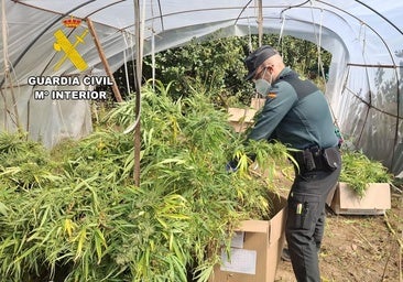 Desmantelan una plantación de marihuana en Burgos