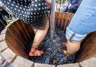 La Denominación de Origen Arlanza cree que podrían recoger una tonelada durante esta vendimia