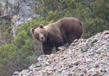 Capturan dos osos pardos en León para aplicar medidas que los alejen de zonas urbanas