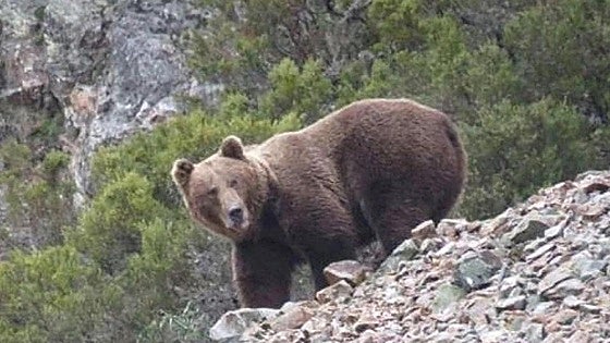 Capturan dos osos pardos en León para aplicar medidas que los alejen de zonas urbanas