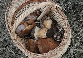 La campaña de este año ha empezado muy mal.