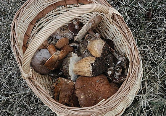 La campaña de este año ha empezado muy mal.