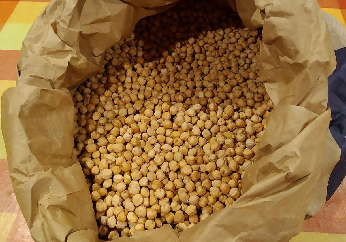 El garbanzo lareño es una de las variedades en peligro de desaparición que se han conseguido recuperar.