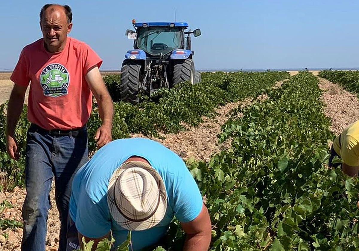 Vendimia en La Ribera del Duero.