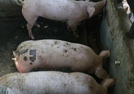 Imagen de cerdos en una granja.