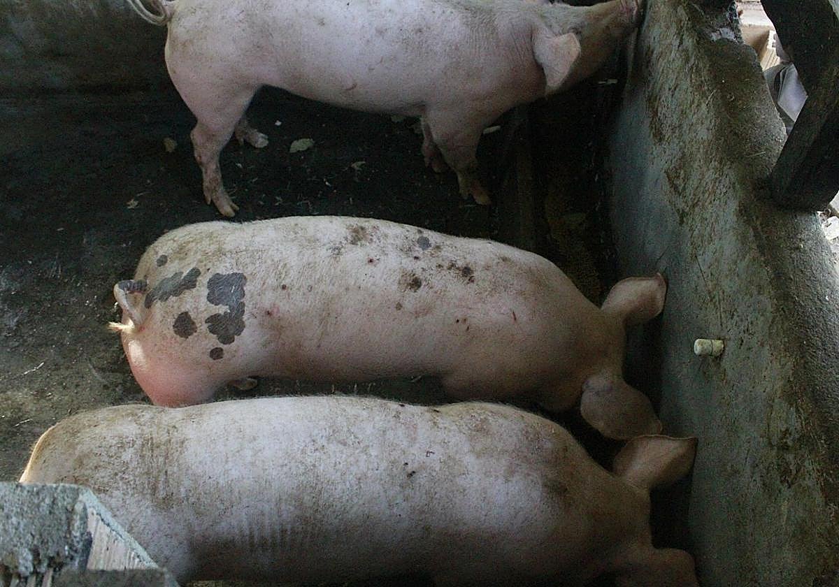 Imagen de cerdos en una granja.