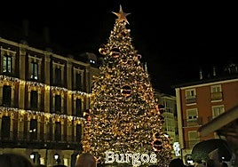 Abeto instalado el año pasado.