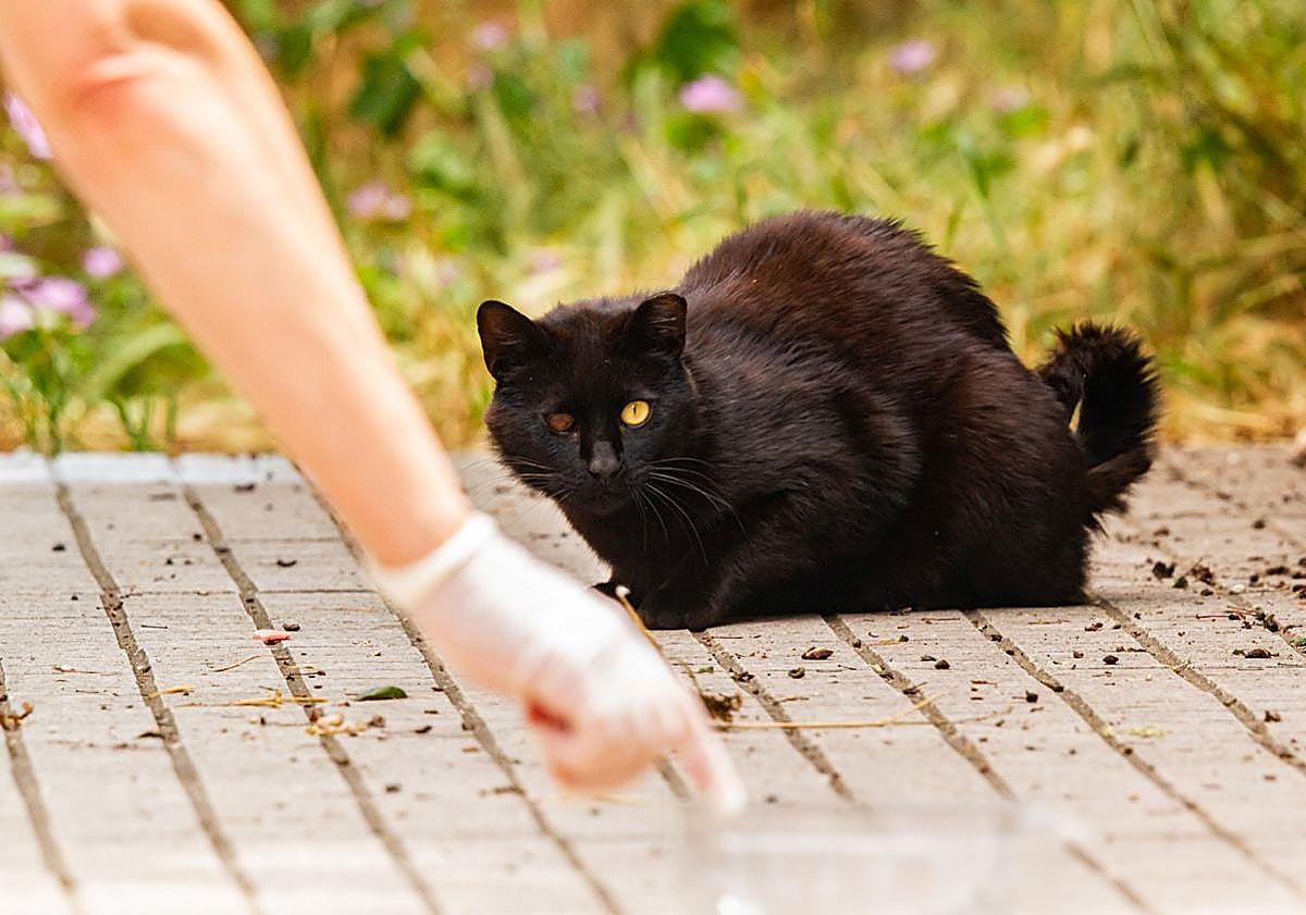 Imagen principal - El fotógrafo burgalés Fran Álvarez premiado en el IV Certamen Artístico &#039;Amigos de los Animales&#039;
