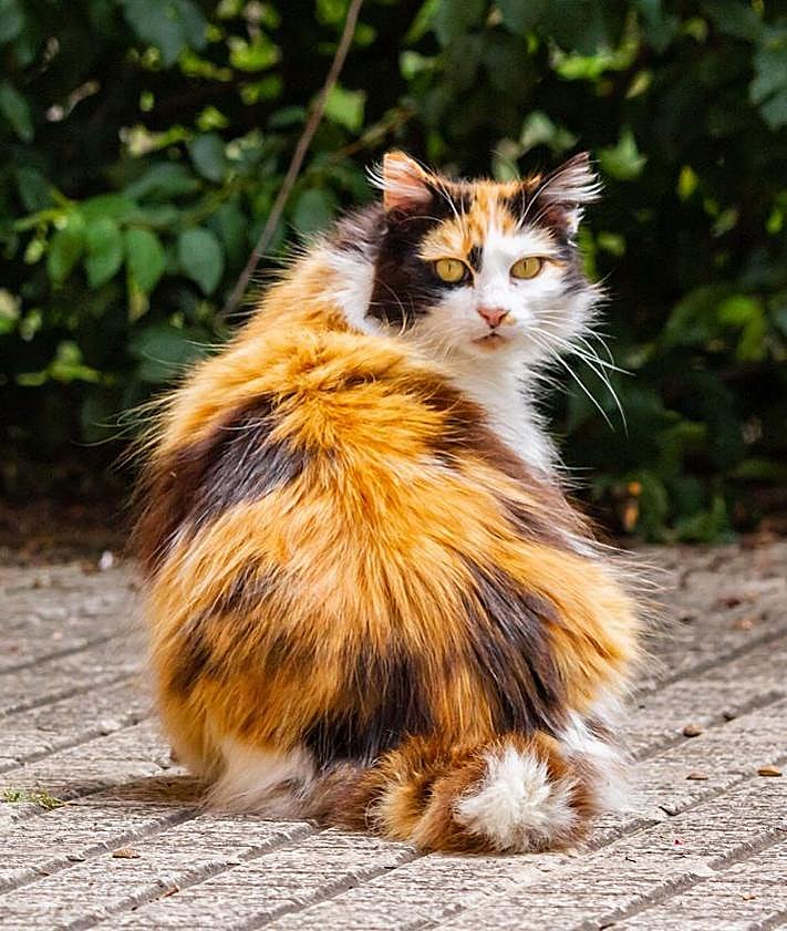 Imagen secundaria 2 - El fotógrafo burgalés Fran Álvarez premiado en el IV Certamen Artístico &#039;Amigos de los Animales&#039;