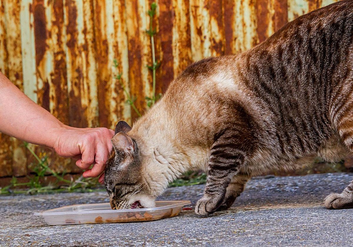 Imagen principal - El fotógrafo burgalés Fran Álvarez premiado en el IV Certamen Artístico &#039;Amigos de los Animales&#039;