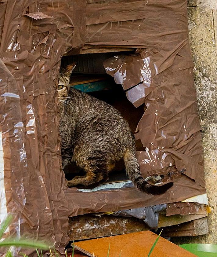 Imagen secundaria 2 - El fotógrafo burgalés Fran Álvarez premiado en el IV Certamen Artístico &#039;Amigos de los Animales&#039;
