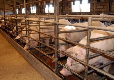 Proyectan una nueva granja de 1.200 cerdos en un pueblo de Burgos