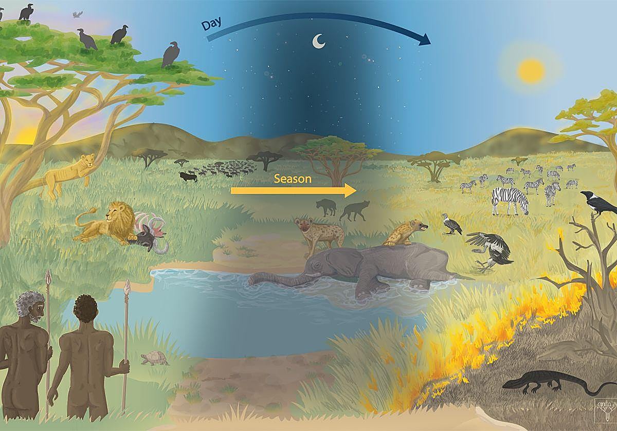 Factores que influyen en el comportamiento de carroñeo en los humanos.