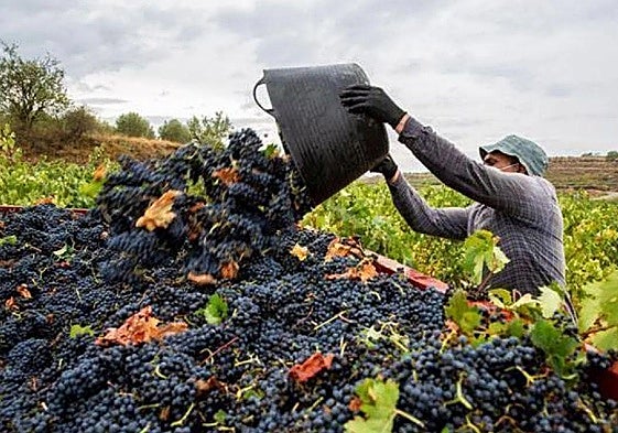 Vendimia en la Ribera del Duero.