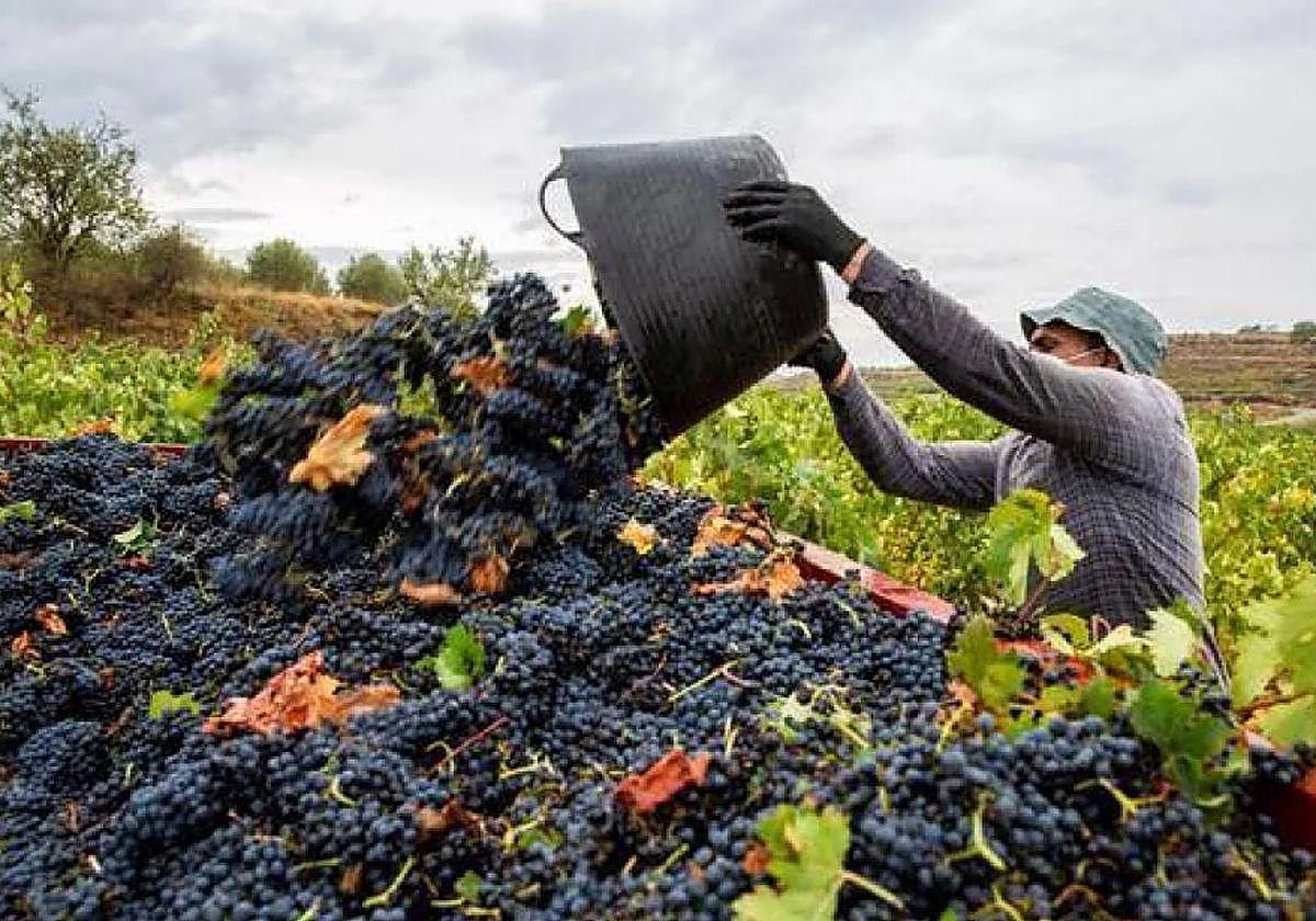 Vendimia en la Ribera del Duero.
