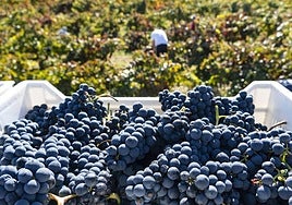 Uva recogida en la vendimia de Ribera del Duero.