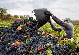 Vendimia en Ribera del Duero.