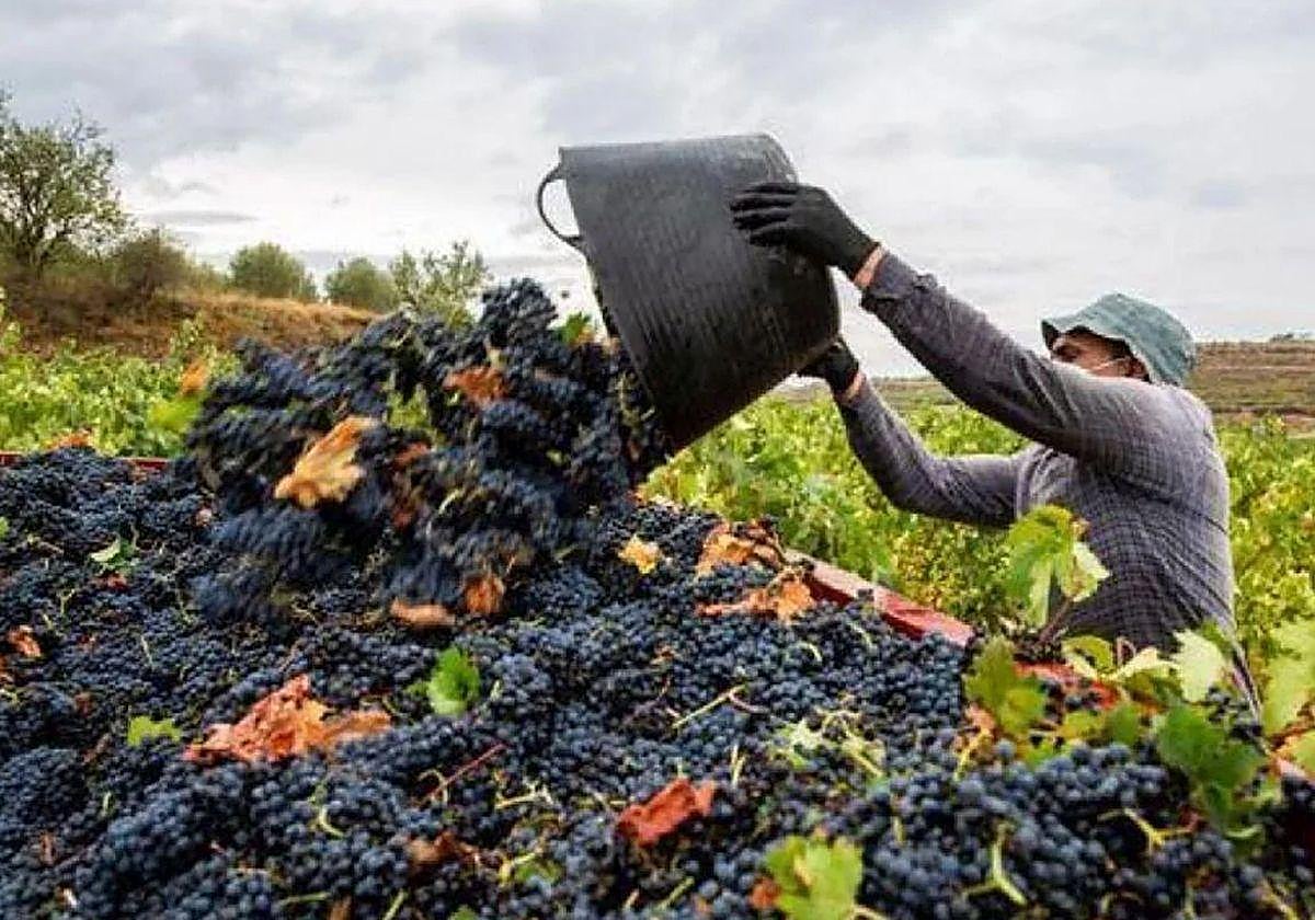 Vendimia en Ribera del Duero.