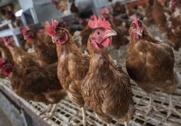 La granja de gallinas que se ampliará en un pueblo de Burgos para producir 187 millones de huevos