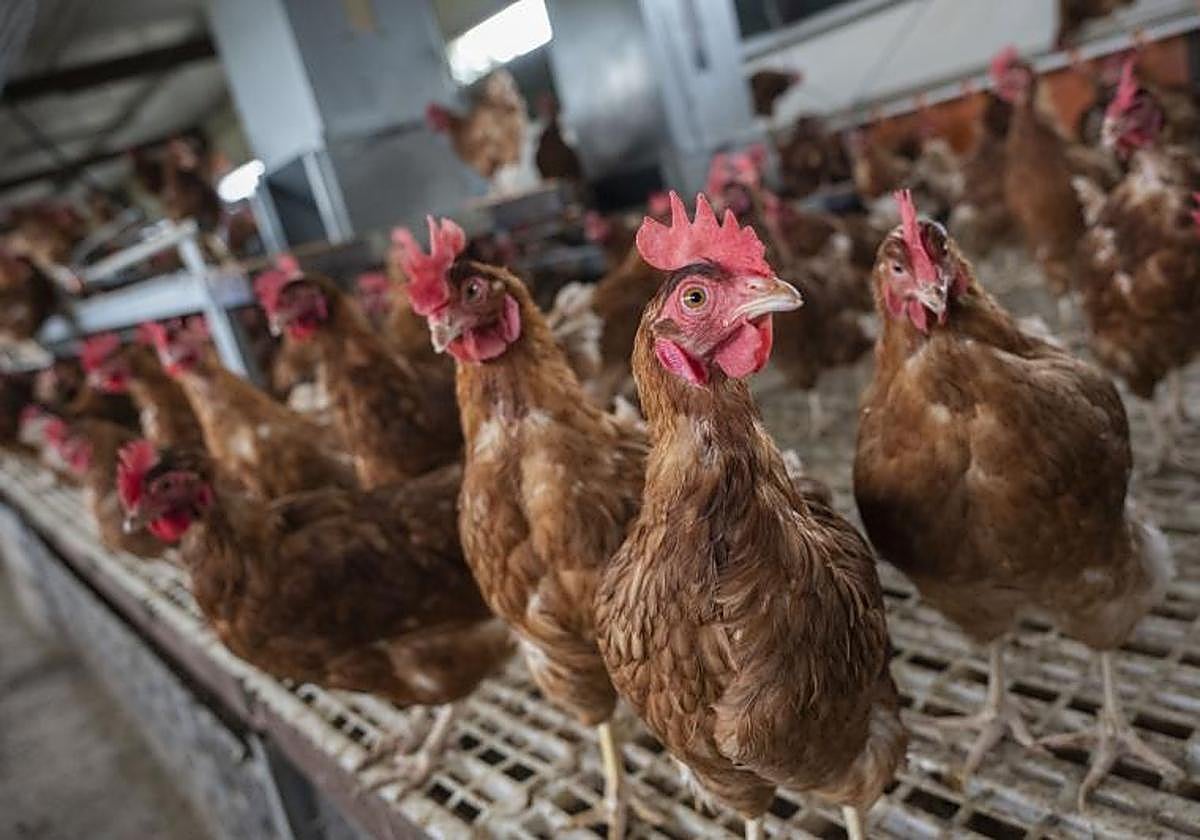 Imagen de archivo de una granja avícola.