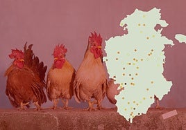 Explotaciones avícolas en diferentes municipios de la provincia de Burgos.