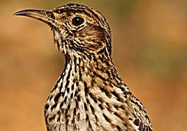 Imagen de arichivo de un ejemplar de alondra ricotí.