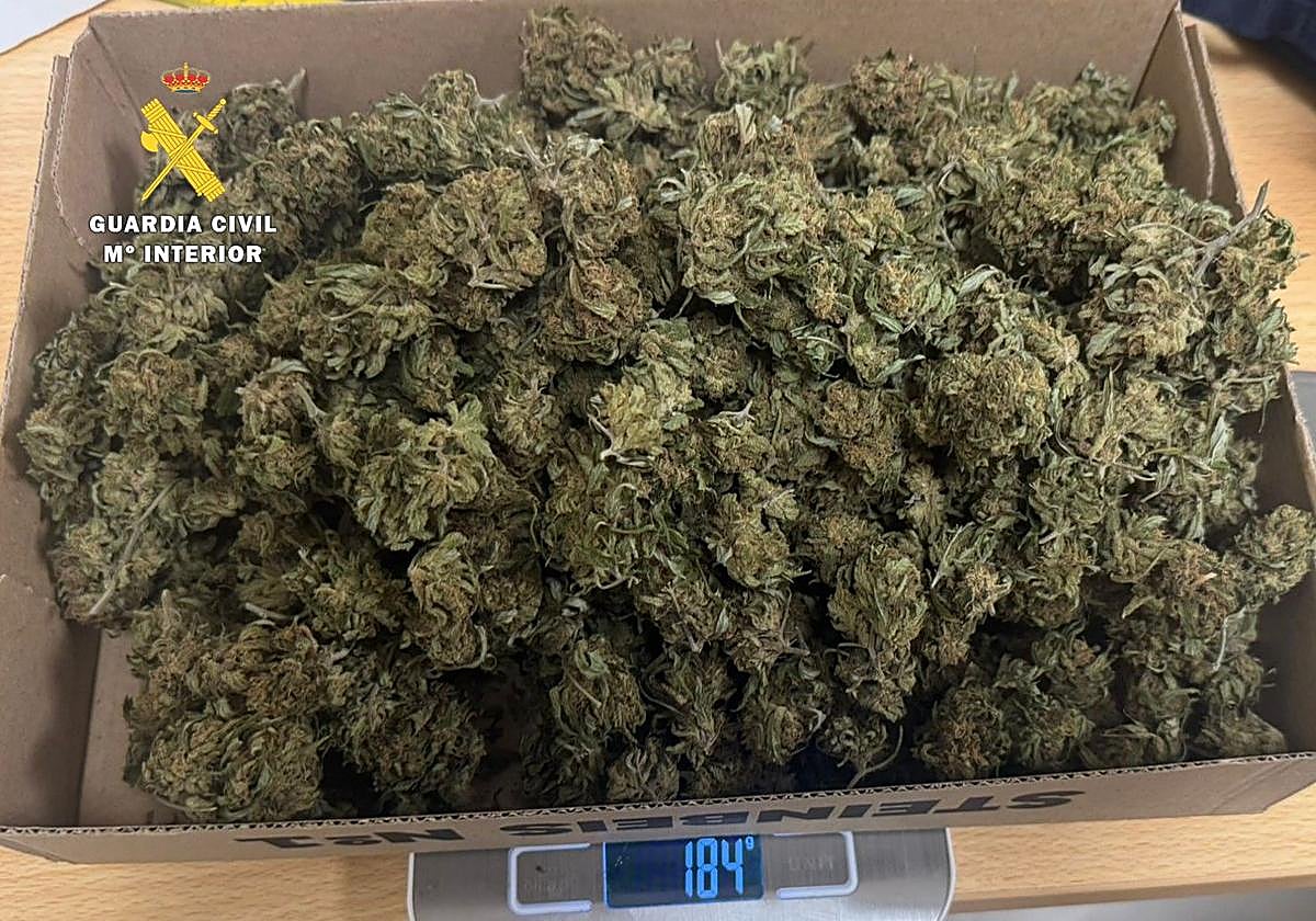 Marihuana sustraida del joven detenido