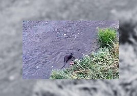 Captura del vídeo en el que se aprecia a la nutria nadando por el Vena en Burgos.