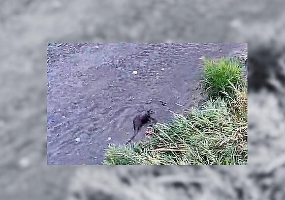 Captura del vídeo en el que se aprecia a la nutria nadando por el Vena en Burgos.