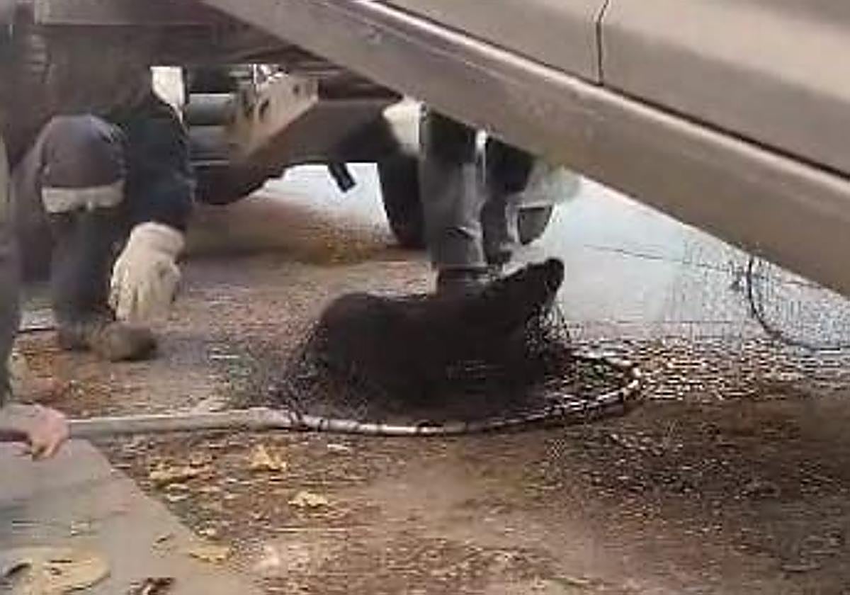 Curioso rescate en Burgos para liberar a una nutria atrapada en un coche
