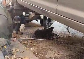 Momento del rescate de la nutria.