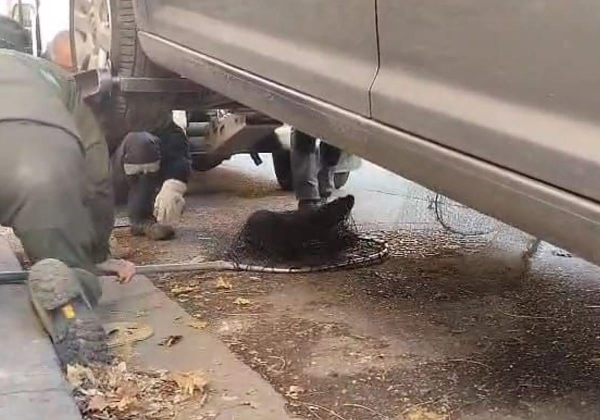 Momento del rescate de la nutria.