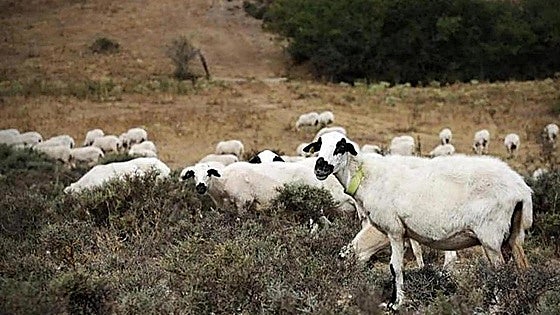 La Junta abre una consulta al sector tecnológico para diseñar un sistema de ordeño innovador para el ovino de Castilla y León