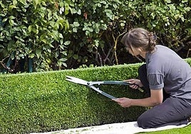 Castilla y León convocó este año 38 millones de euros para financiar estas acciones.