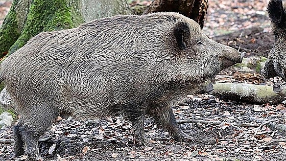 Burgos se libra de la peste porcina africana pero cuenta con un protocolo por si aparecen casos