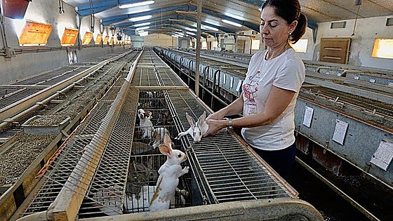 Cinco pueblos de Burgos mantienen los 39.716 conejos de cría que alberga toda la provincia