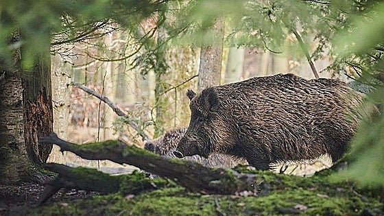 La incidencia de triquinelosis en jabalíes desciende en la provincia de Burgos