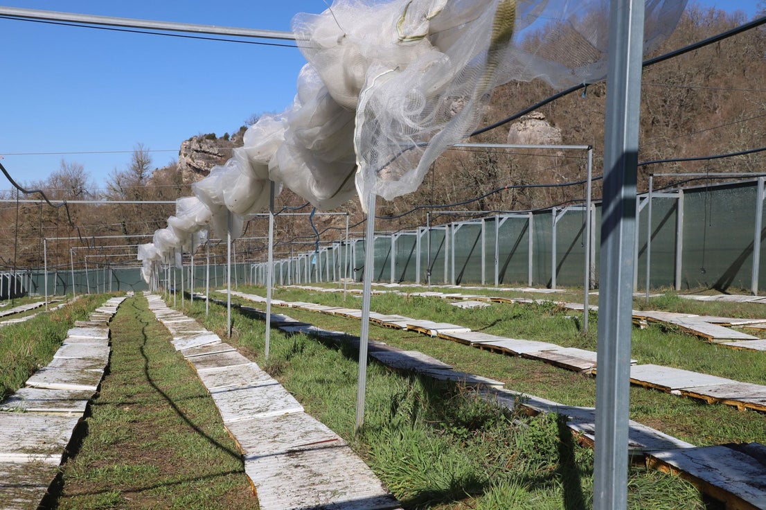 Cómo es una granja de caracoles de la provincia de Burgos