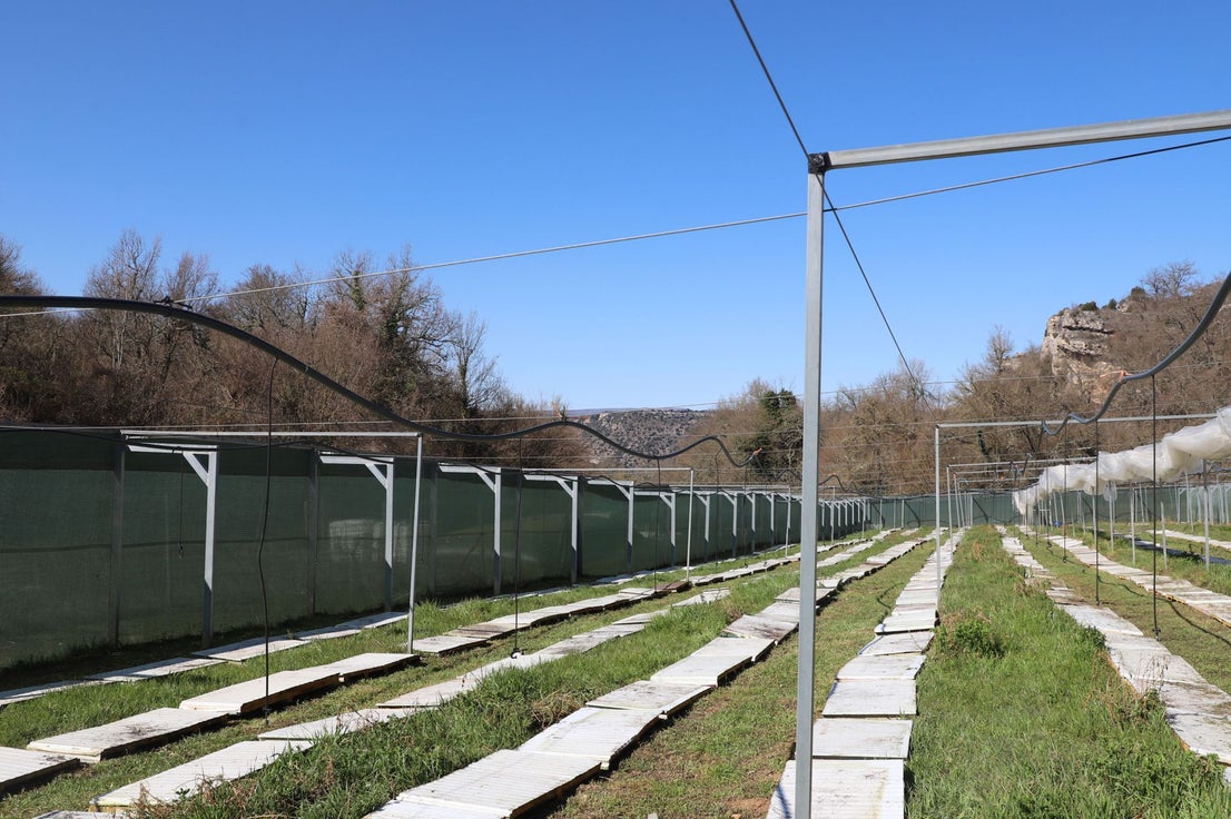 Cómo es una granja de caracoles de la provincia de Burgos