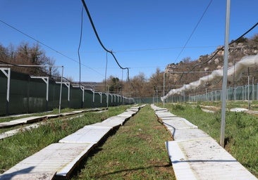 Burgos cuenta con 3,6 millones de caracoles censados en cuatro pueblos