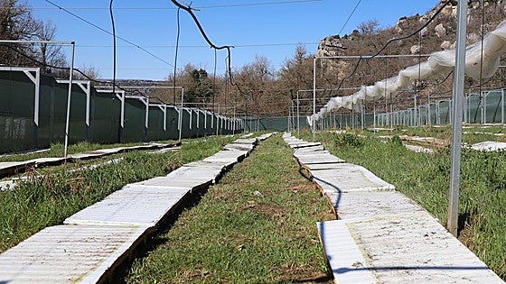 Burgos cuenta con 3,6 millones de caracoles censados en cuatro pueblos