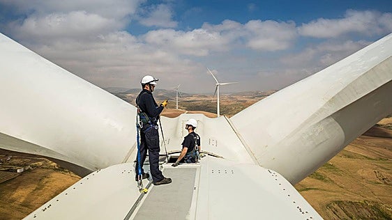 El impacto de la energía eólica en Burgos: 357 animales al año sufren accidentes o mueren por choques con aerogeneradores