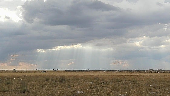 El ave que ha frenado la instalación de una granja con 2.000 cerdas de cría en un pueblo de Burgos