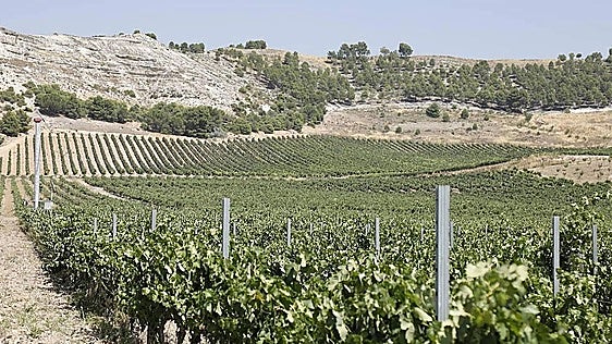 El Consejo Regulador de Ribera del Duero presenta un manifiesto para la defensa de su territorio vitivinícola