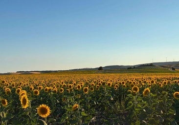 Briviesca florece en verano con la ruta 'Girasoles con Arte', el perfecto equilibrio entre patrimonio y naturaleza