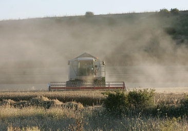 Los agricultores de Burgos recibirán casi diez millones de euros en indemnizaciones por la mala cosecha del cereal