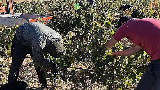La vendimia se adelanta en la Ribera del Duero por la climatología: «Es insólito»