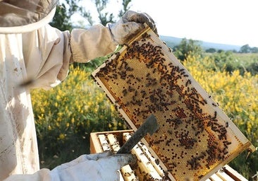 La sequía y la floración adelantada marcan la recolección de miel en Burgos: «Va a ser un 50% menos que un año normal»