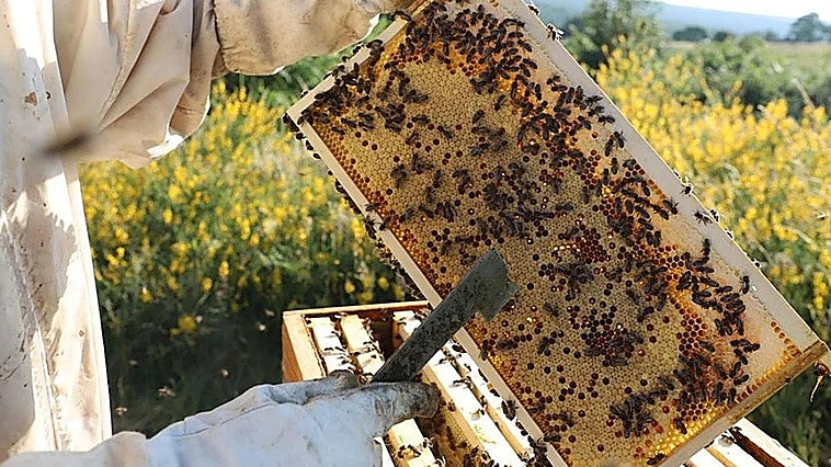 La sequía y la floración adelantada marcan la recolección de miel en Burgos: «Va a ser un 50% menos que un año normal»